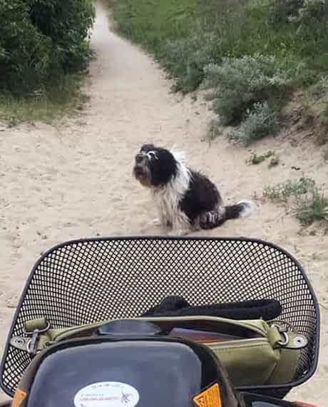 Personne senior utilisant un scooter PMR après une opération avec son chien